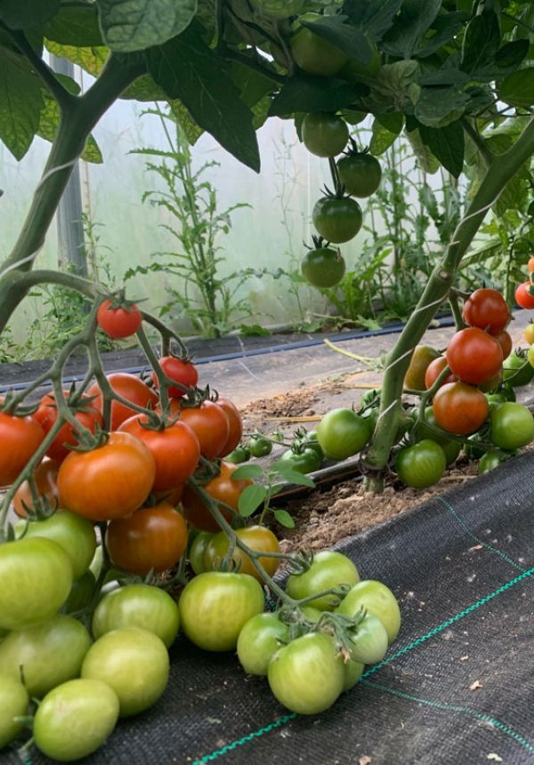 Fruchtgemüse Tomaten